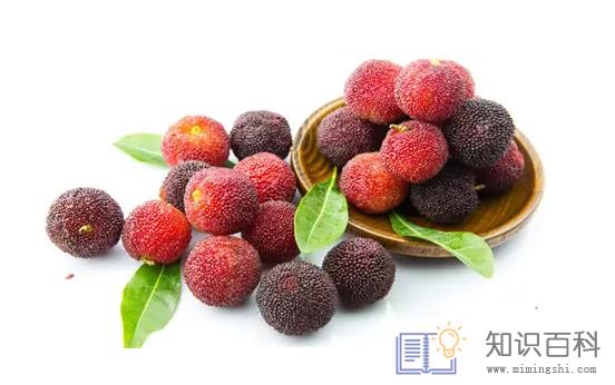 杨梅是凉性还是热性2