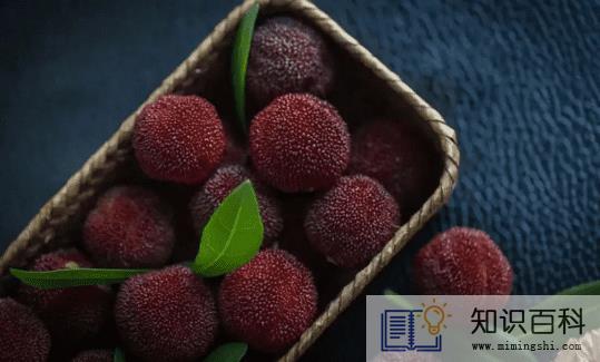 杨梅是凉性还是热性3