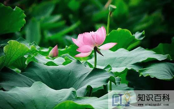 2022年三伏天几伏最热2