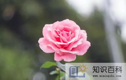 粉玫瑰适合送什么人1