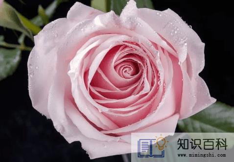 粉玫瑰适合送什么人3