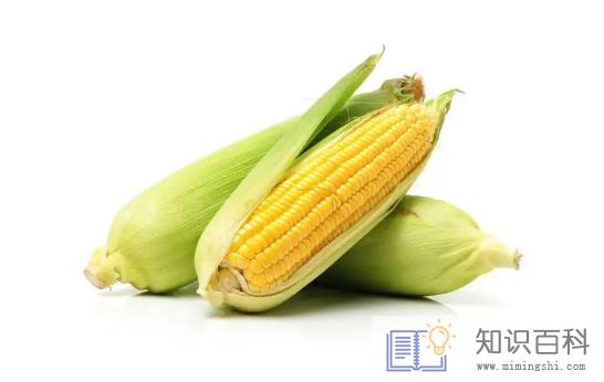 玉米是新鲜存放还是煮熟存放3