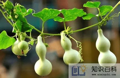 家里挂开口葫芦还是闭口葫芦好3