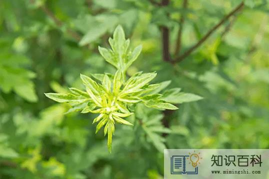 艾蒿能吃吗怎么吃2