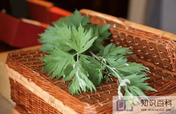 艾蒿能吃吗怎么吃3
