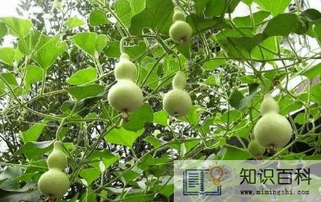 床头朝西一般挂几个葫芦2