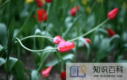 郁金香来年复花的几率真的很小吗1