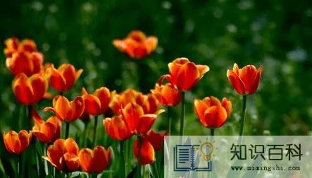 郁金香来年复花的几率真的很小吗2
