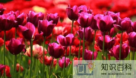 郁金香来年复花的几率真的很小吗3