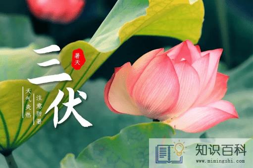2022年三伏天热不热3