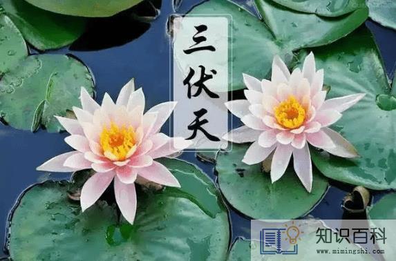 三伏天和秋老虎哪个更热2