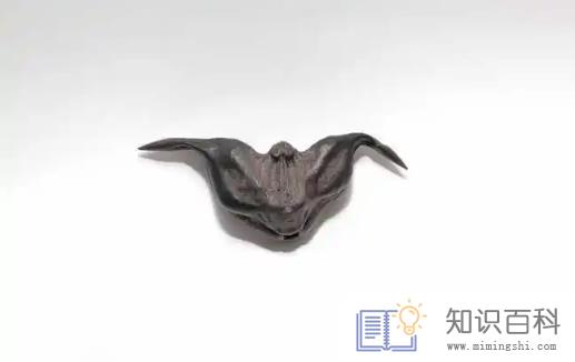菱角用电饭煲煮的熟吗3