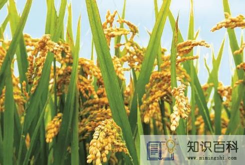 2022年10月份是秋收吗3