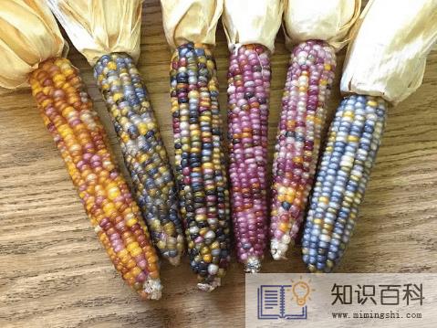 彩色玉米是甜玉米还是糯玉米1