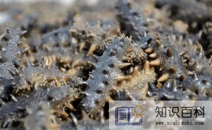 海参如何泡发1