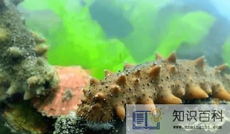 海参如何泡发3
