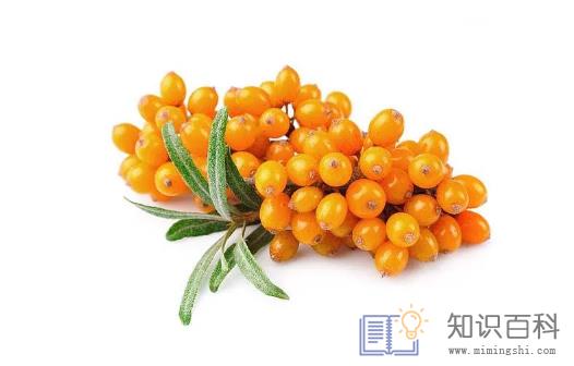 沙棘果维生素c含量比猕猴桃高吗2