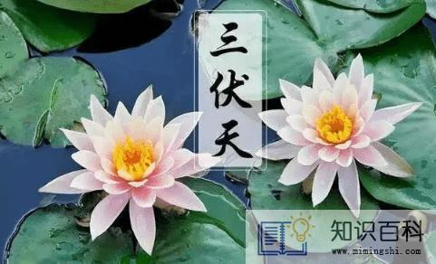 为什么三伏天排寒湿最好3