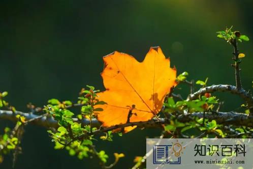 2022年立秋是几伏1
