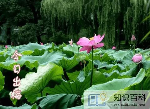 2022年7月几号出梅3