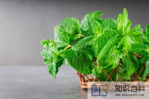 薄荷开花了还可以食用吗2