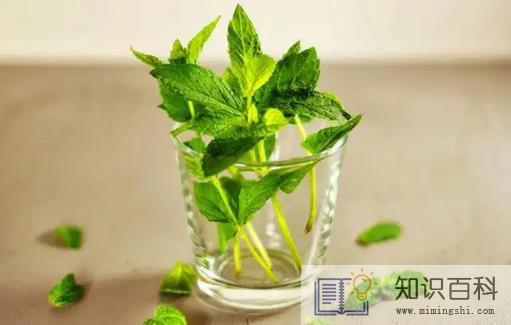 薄荷开花了还可以食用吗3