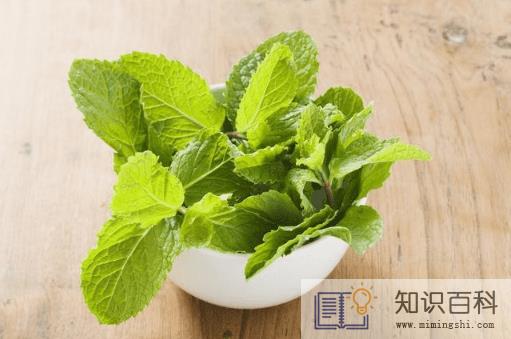 吃薄荷为什么会觉得凉1