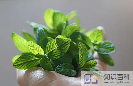 吃薄荷为什么会觉得凉3