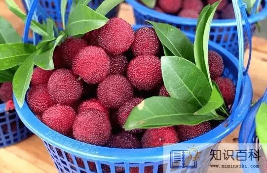 吃杨梅核能帮助消化吗3
