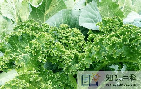 羽衣甘蓝是生菜吗2