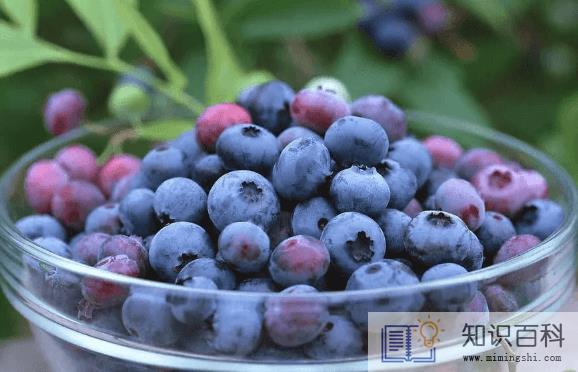 蓝莓表面的白霜是农药残留吗2
