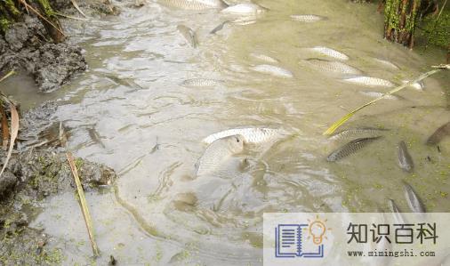 农村鱼塘适合养什么鱼1