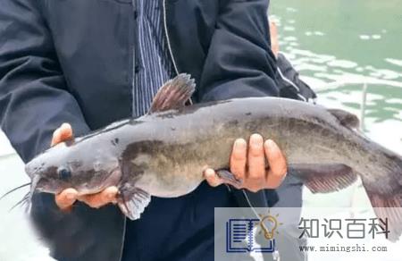 5亩鱼塘一年多少利润1