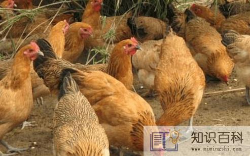 适合穷人没本钱的养殖项目推荐1