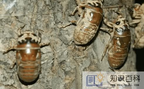 适合穷人没本钱的养殖项目推荐3