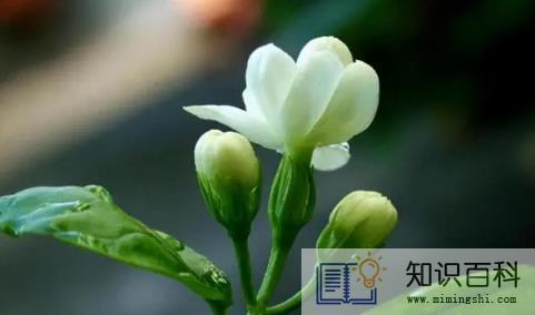 茉莉花的养殖方法和注意事项有哪些2