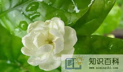 茉莉花的养殖方法和注意事项有哪些3