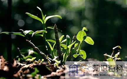 石斛的功效与作用适合哪些人2