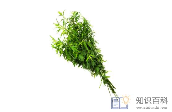 艾草杆子和艾草叶子哪个效果好1