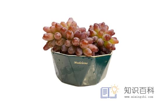 茉莉香葡萄吃多了会上火吗1
