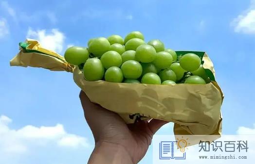 阳光玫瑰葡萄有籽和无籽哪个更健康2