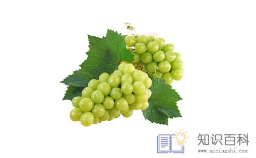 阳光玫瑰葡萄是热性还是凉性3