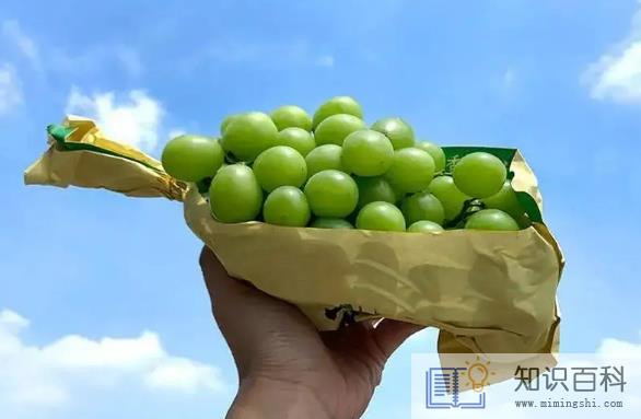 阳光玫瑰葡萄怎么辨别真假1