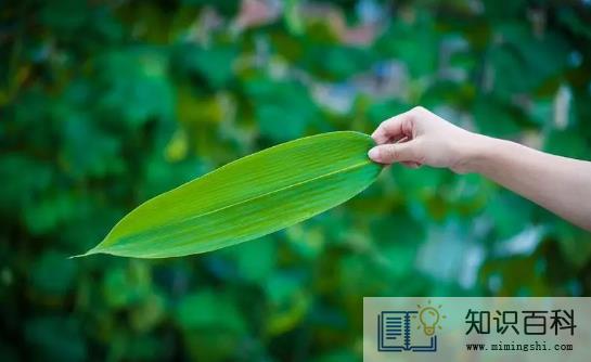 鲜粽叶需要煮一下吗1