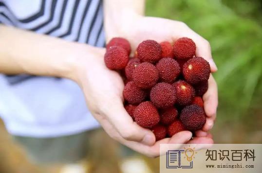 洗杨梅用小苏打还是盐水3