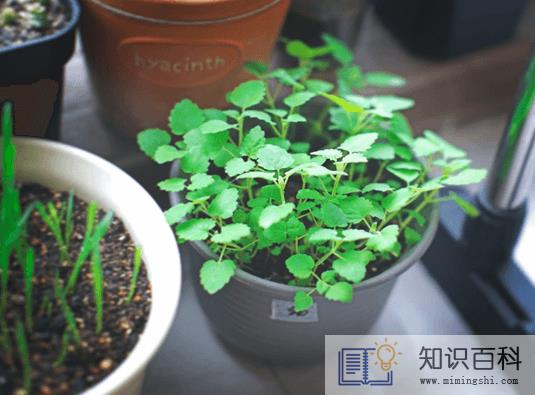 薄荷驱蚊还是猫薄荷驱蚊2