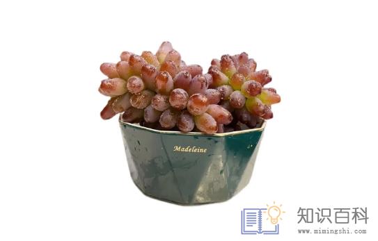 茉莉葡萄为什么有茉莉味1
