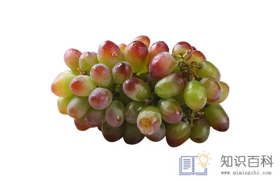 茉莉葡萄为什么有茉莉味2