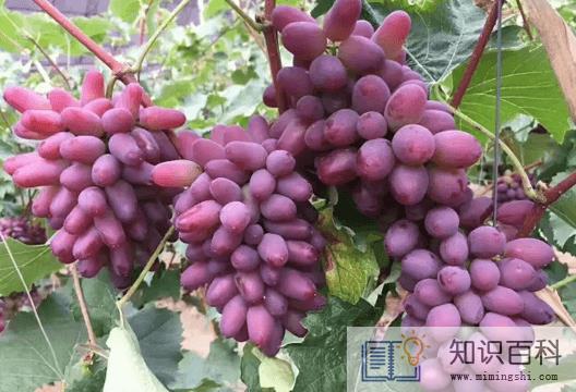 茉莉葡萄为什么有茉莉味3