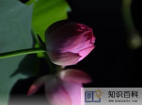 ​荷花是什么时候开的早上还是晚上1